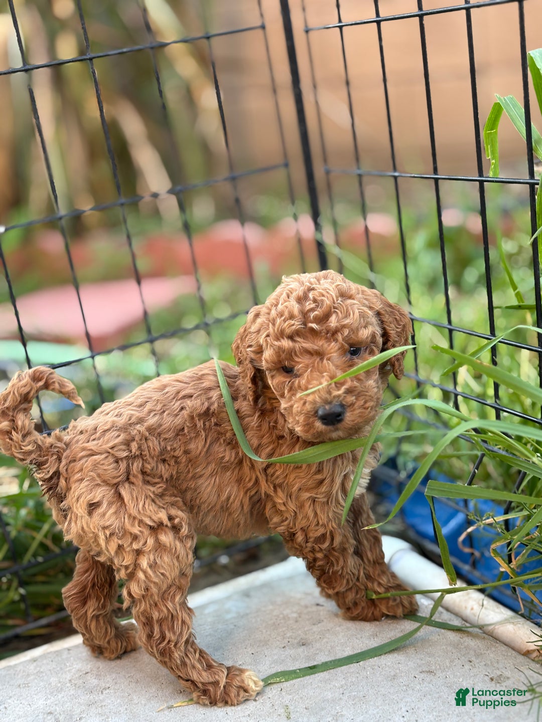 Standard Poodle dogs for sale: Frank - Ad 1
