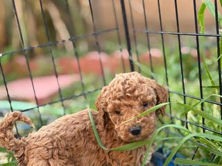 Standard Poodle dogs Frank - Ad 9