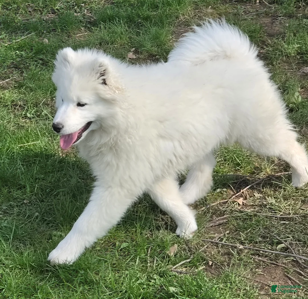 Samoyed dogs for sale: Marshmellow - Ad 1