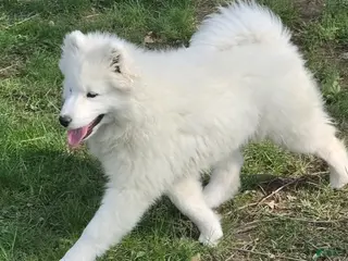 Samoyed dogs Marshmellow - Ad 21