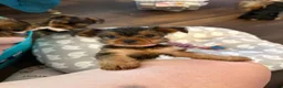Yorkshire Terrier dogs for sale: Penny - Ad 10
