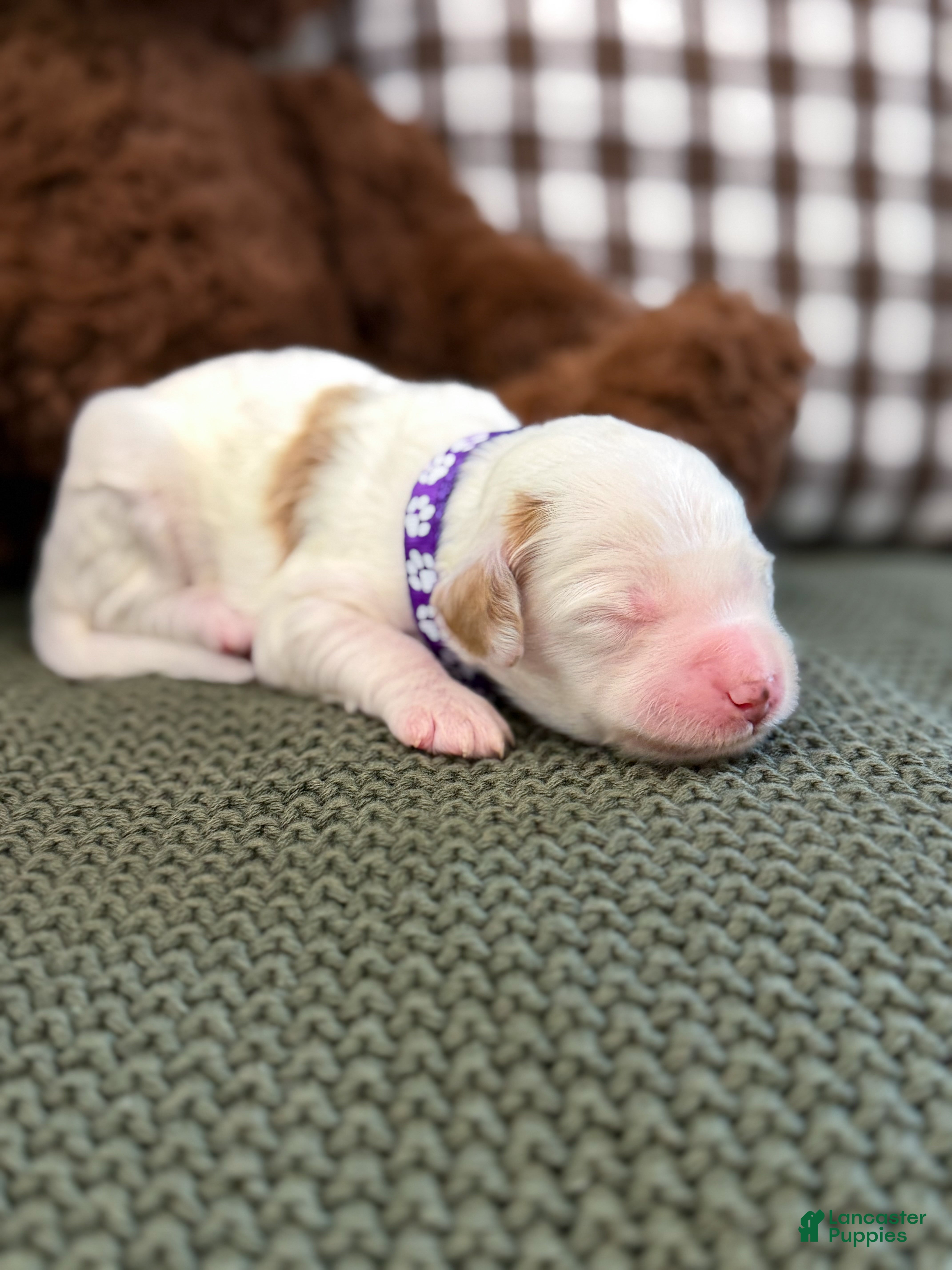 Goldendoodle dogs Willow  - Ad 18