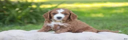 Cavapoo dogs for sale: Blaise Cavapoo  - Ad 17