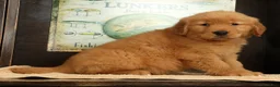 Golden Retriever dogs for sale: Quincey - Ad 4