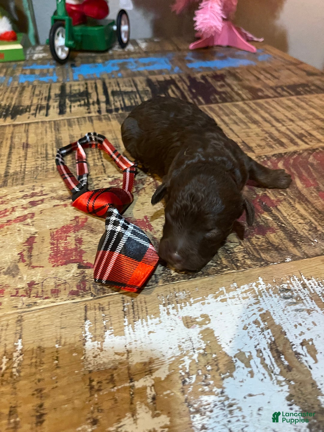 Miniature Poodle dogs for sale: Akc Clear Chocolate Phantom Boy 2 - Ad 10