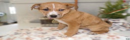 Mixed Breed dogs for sale: Mixed Breed Puppy 9 - Ad 3