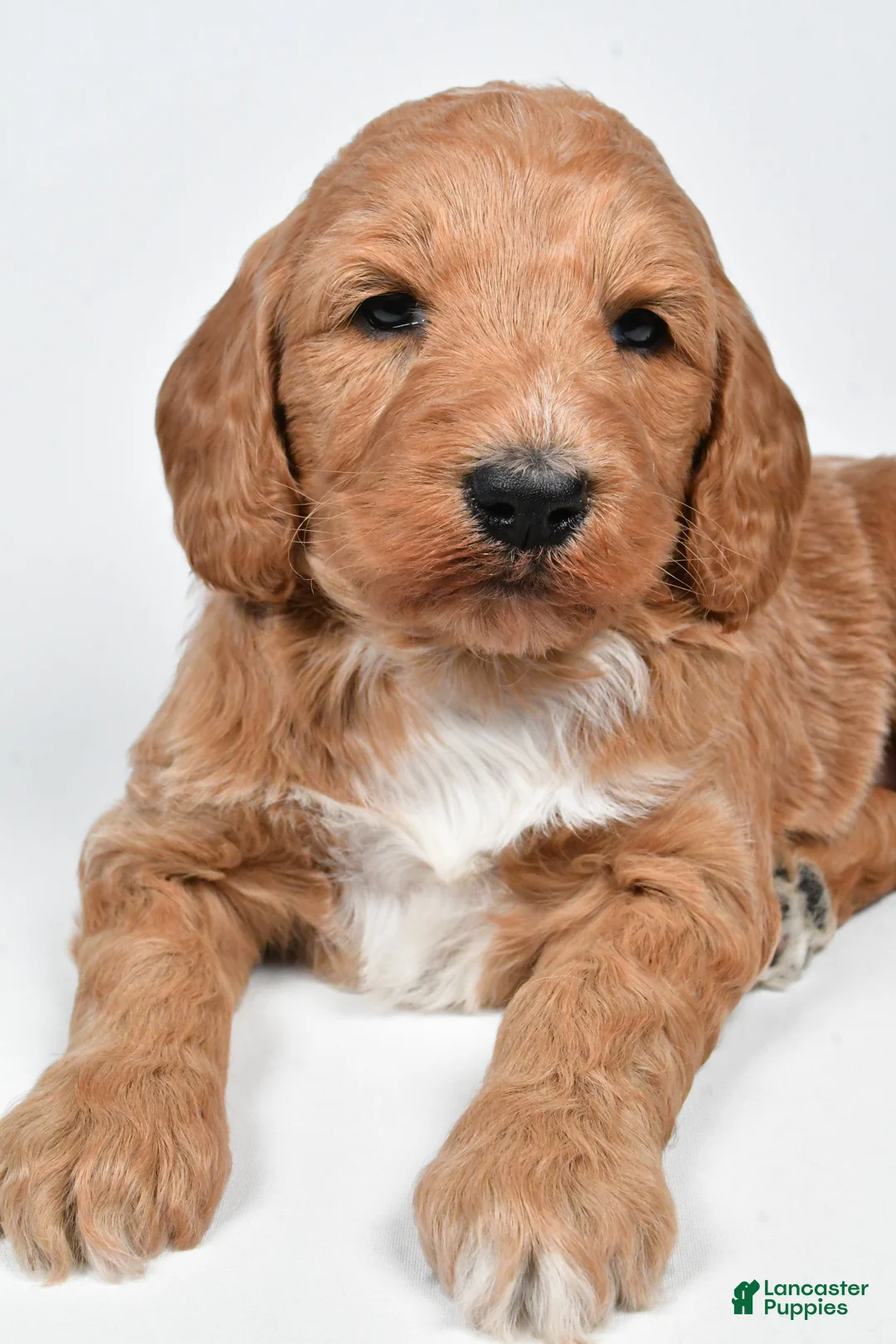 Standard Poodle dogs for sale: Faith - Ad 5