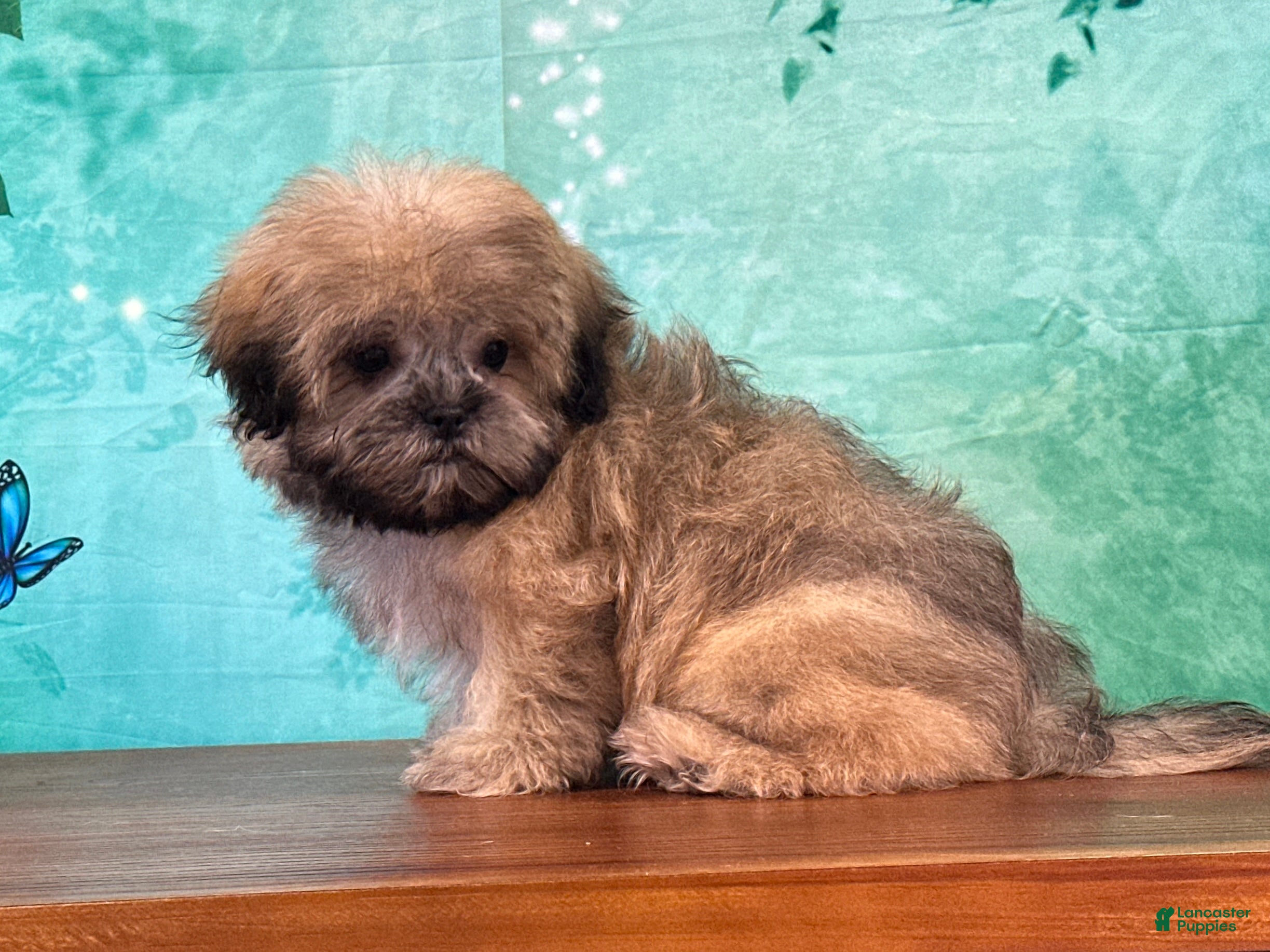 Teddy Bear dogs Alfalfa - Ad 1