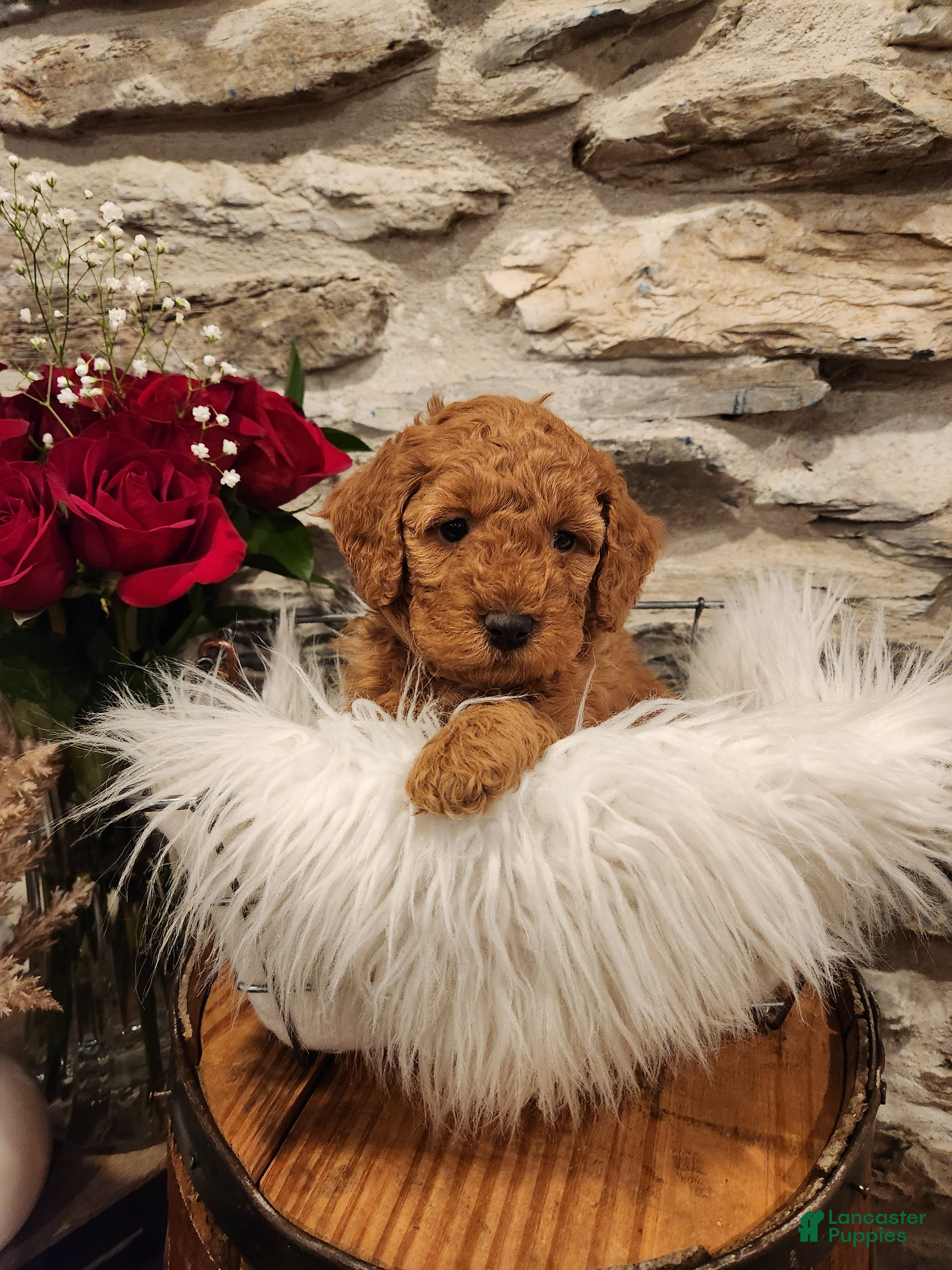 Mini Bernedoodle dogs CHLOE - MINI BERNEDOODLE LOVELY PUPPY (RICHLAND, PA) - F1BB - Ad 1