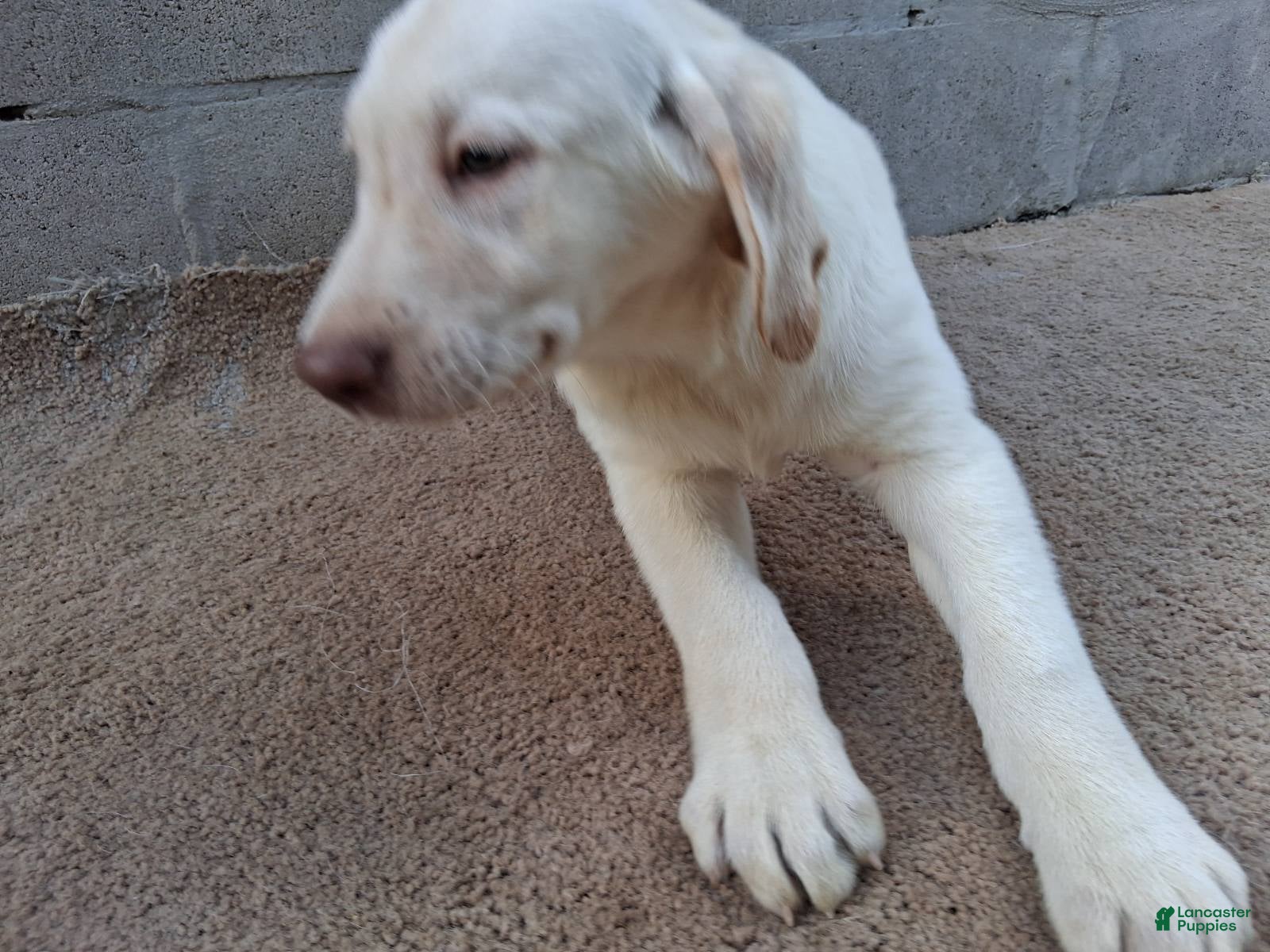 Labrador Retriever dogs Dallas - Ad 2