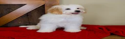 Mini Bernedoodle dogs for sale: Milo - Micro Mini Teddy Bear - Ad 5