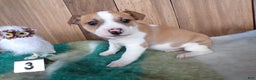 Jack Russell Terrier dogs for sale: Jack Russell Terrier Puppy 3 Sparky - Ad 1