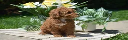 Miniature Poodle dogs for sale: Princess - Ad 3