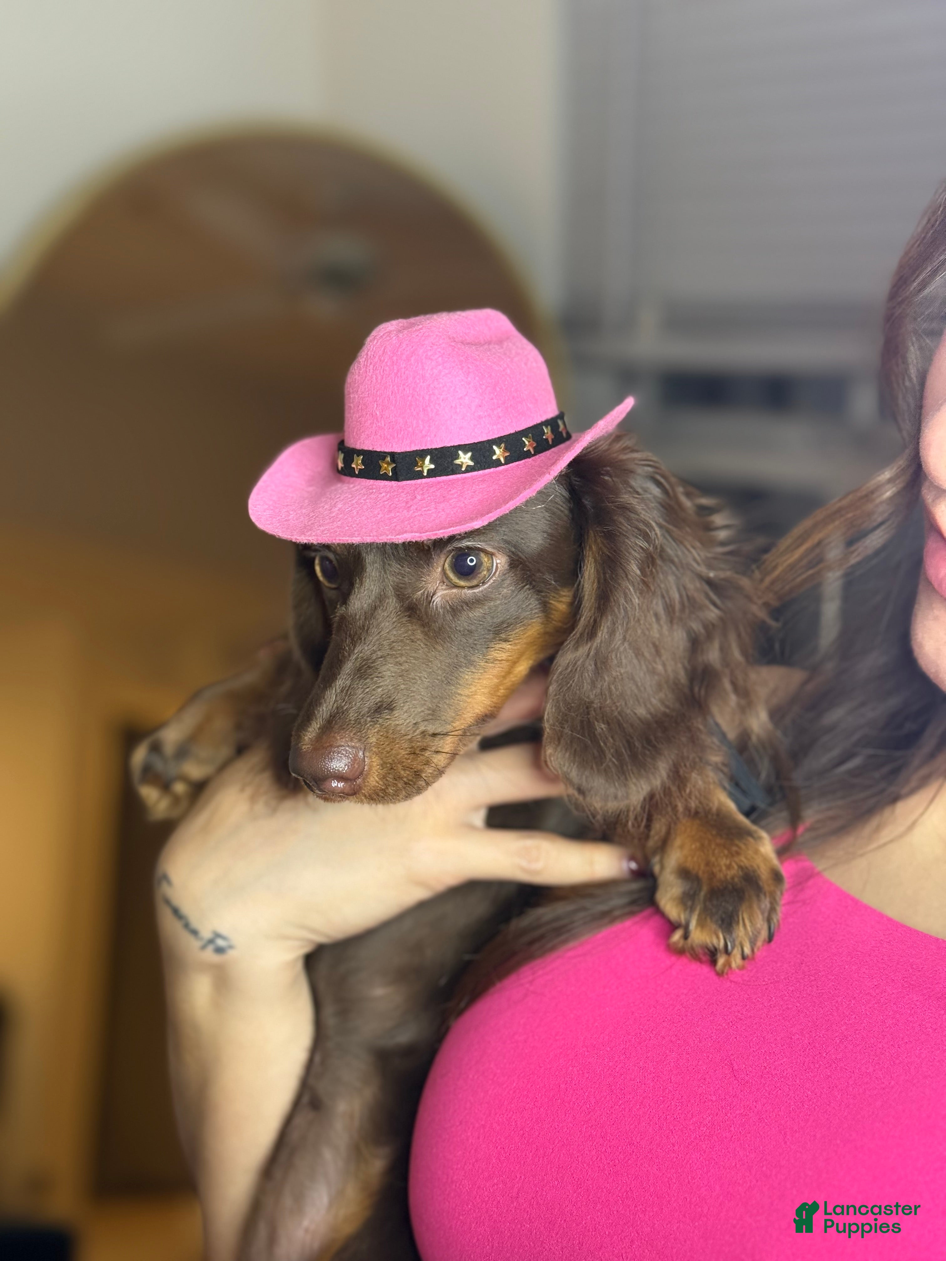 Miniature Dachshund dogs Miniature Dachshund long Hair Puppy  - Ad 11