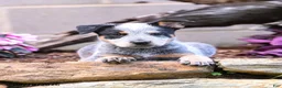Australian Cattle Dog dogs for sale: Axel - Ad 6
