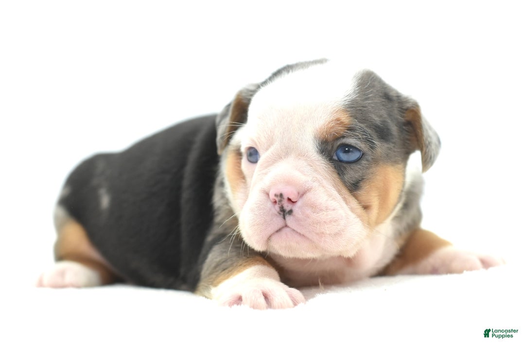 Mixed Breed dogs for sale: Rosie Merle koi pattern  - Ad 3