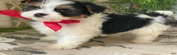 Biewer Terrier dogs for sale: Winky - Ad 8