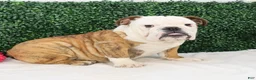 English Bulldog dogs for sale: Brutus - Ad 2