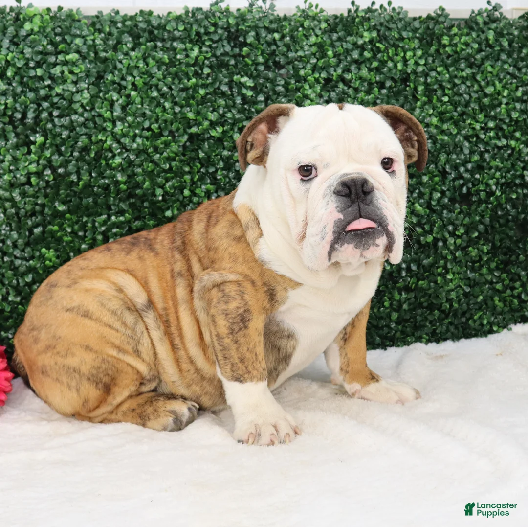 English Bulldog dogs for sale: Brutus - Ad 2