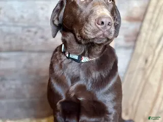 Labrador Retriever dogs Labrador Retriever - Ad 21