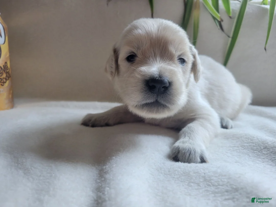 Golden Retriever dogs for sale: Champion Sired, Faygo - Ad 2