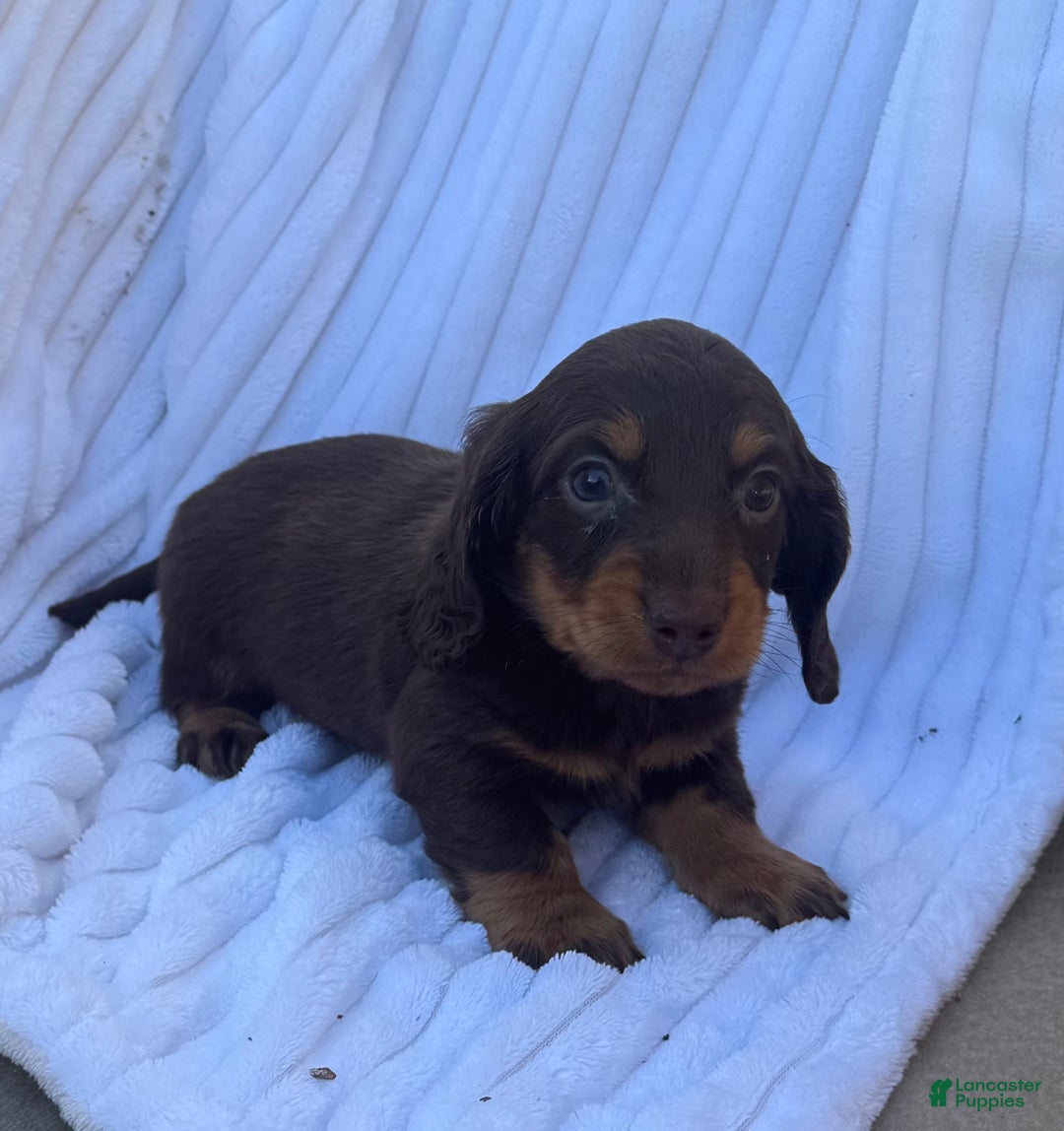 Miniature Dachshund dogs for sale: Frisky - Ad 6