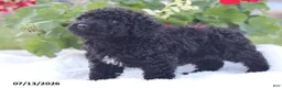 Miniature Poodle dogs for sale: Nate - Ad 3
