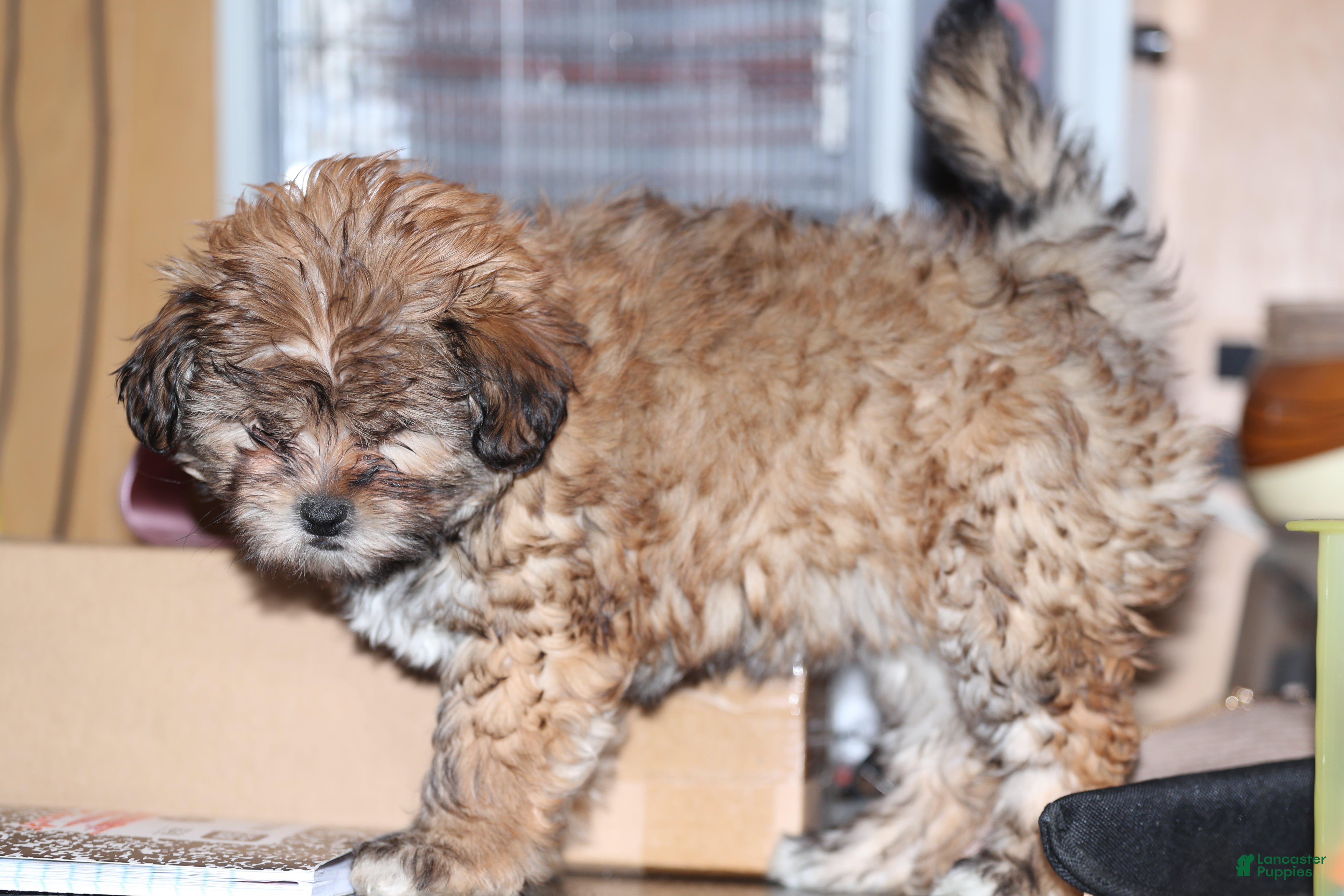 Shih Tzu dogs Shih Tzu Puppy 2 - Ad 6