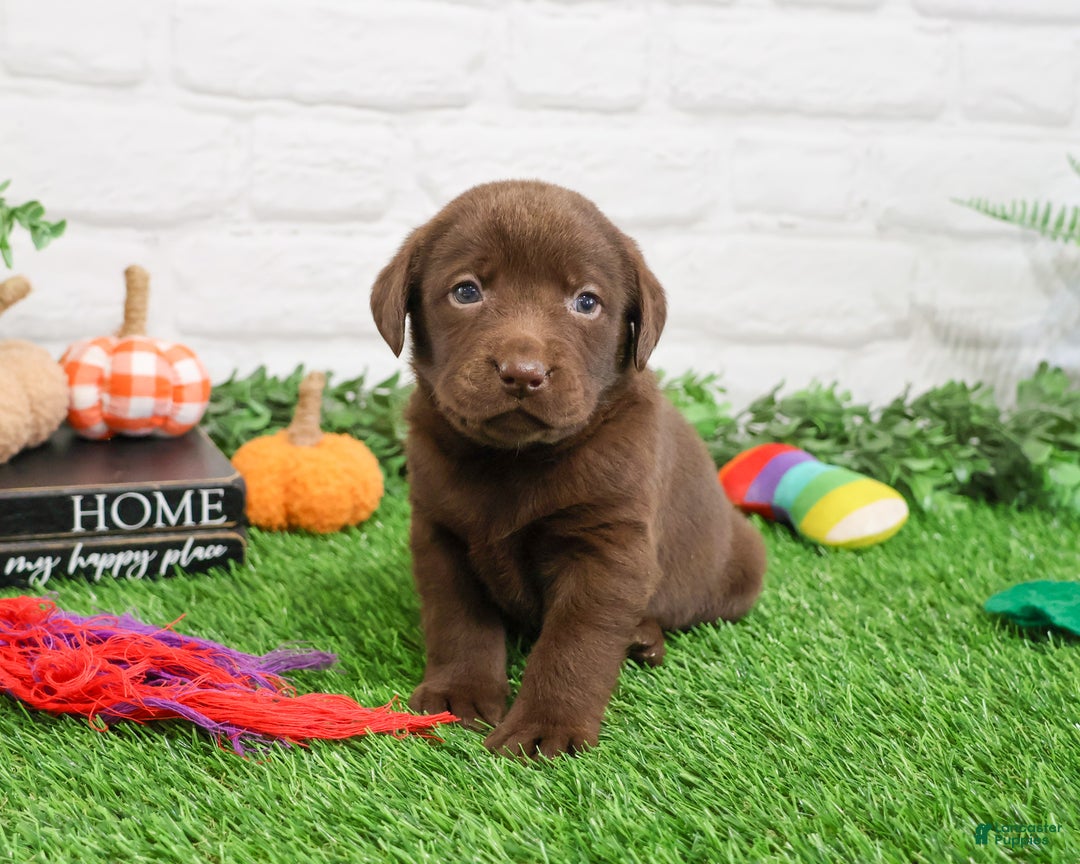Labrador Retriever dogs for sale: Nutmeg - Ad 7