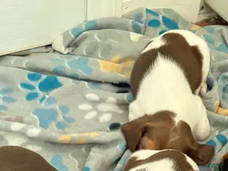 Cocker Spaniel dogs for sale: Cocker Spaniel Puppy 3 - Ad 1