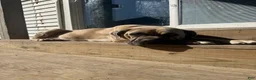 Cane Corso dogs for sale: Russet - Ad 2