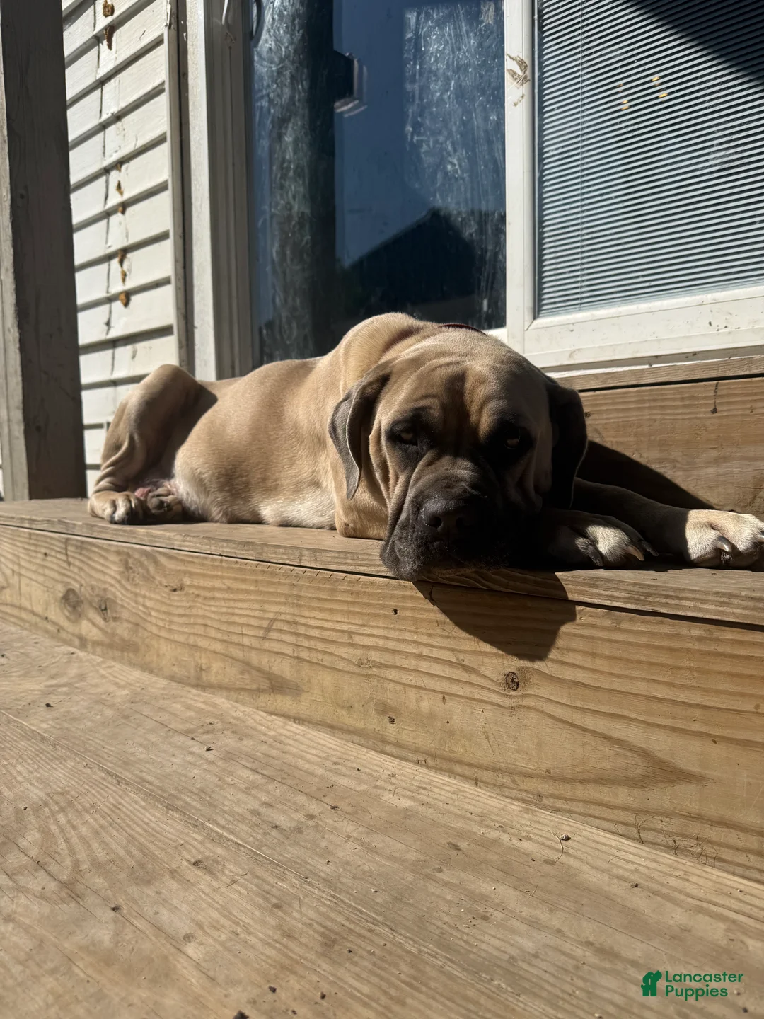 Cane Corso dogs for sale: Russet - Ad 2