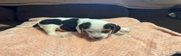 Beagle dogs for sale: Beagle 1 - Ad 8