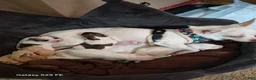 Mixed Breed dogs for sale: Mixed Breed 2 - Ad 6