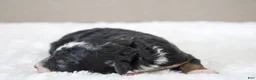 Mini Bernedoodle dogs for sale: Sadie  - Ad 4