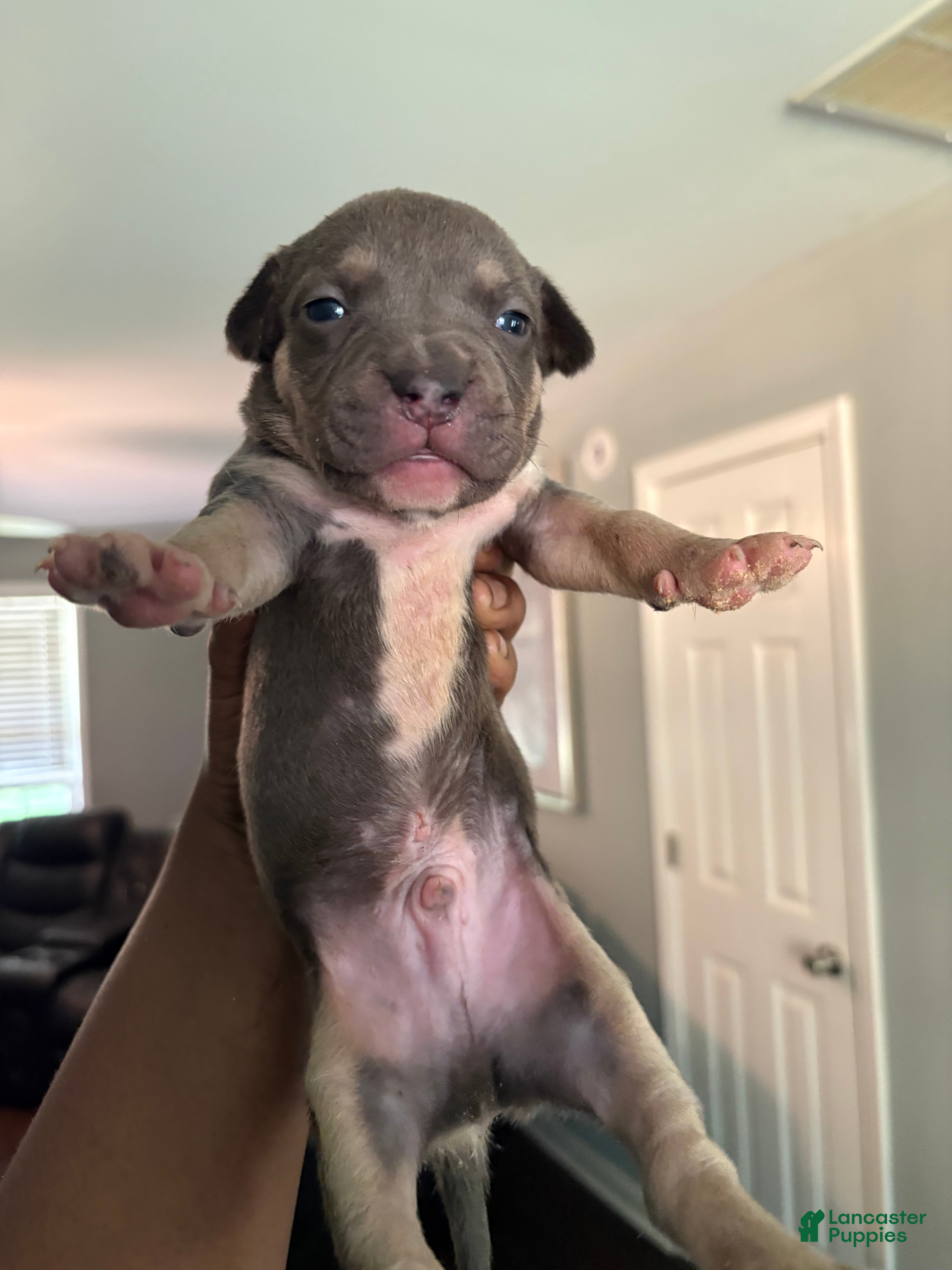 Mixed Breed dogs Pup 2 - Ad 7