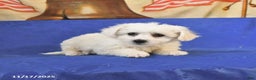 Bichon Frise dogs for sale: Bear - Ad 4