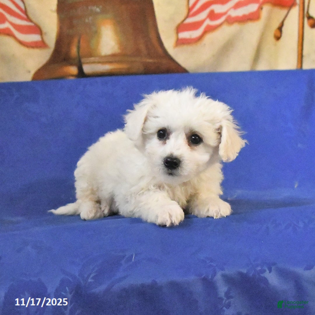 Bichon Frise dogs for sale: Bear - Ad 4