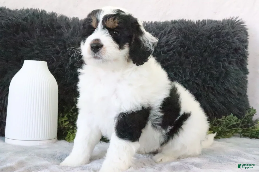 Mini Bernedoodle dogs for sale: Speckles - Ad 2