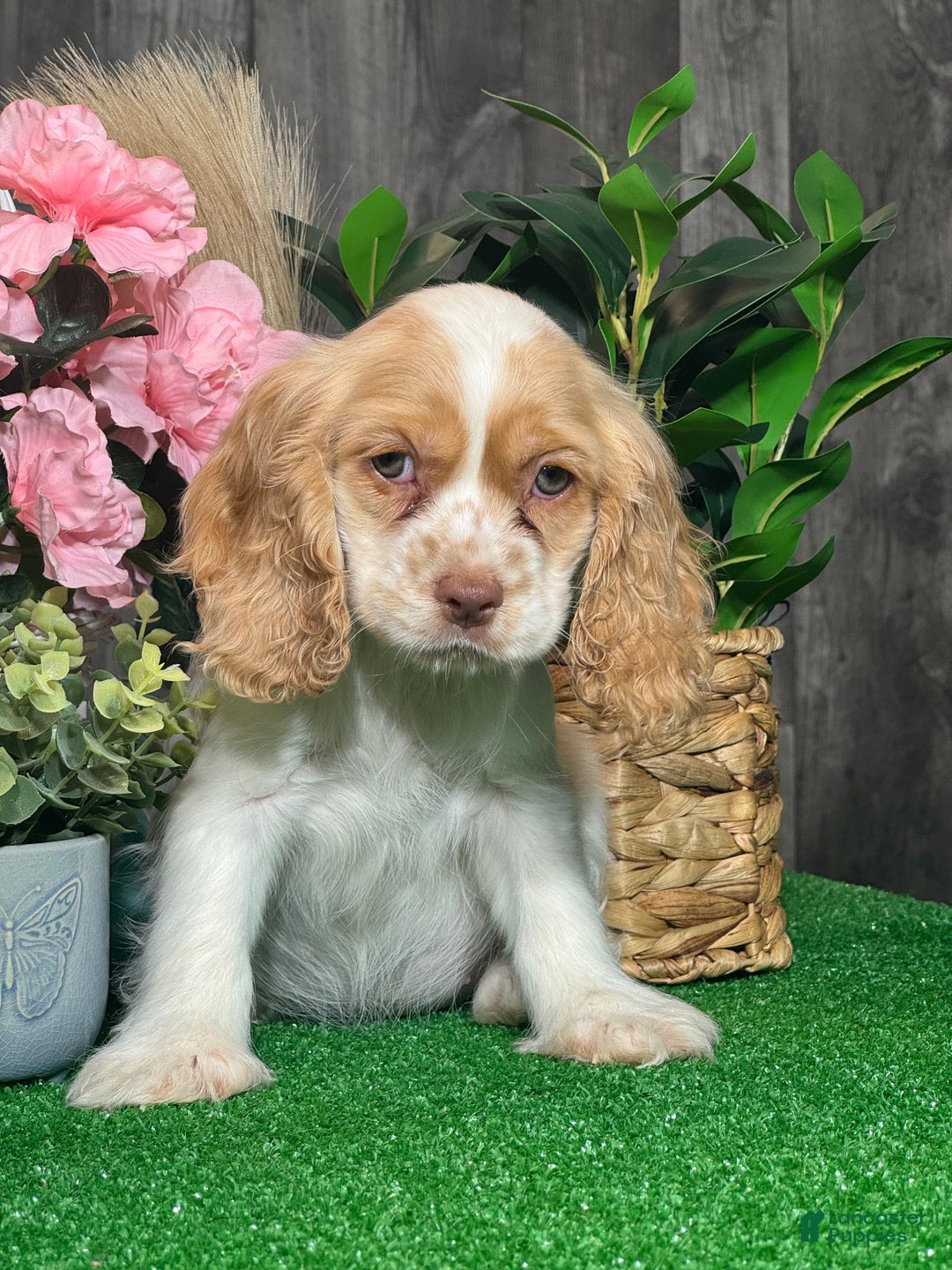 Cocker Spaniel dogs for sale: Octavia  - Ad 6
