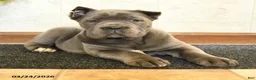 Cane Corso dogs for sale: Wren - Ad 4