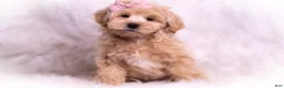 Maltipoo dogs for sale: Misha - Ad 10