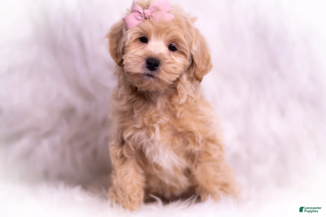 Maltipoo dogs for sale: Misha - Ad 10