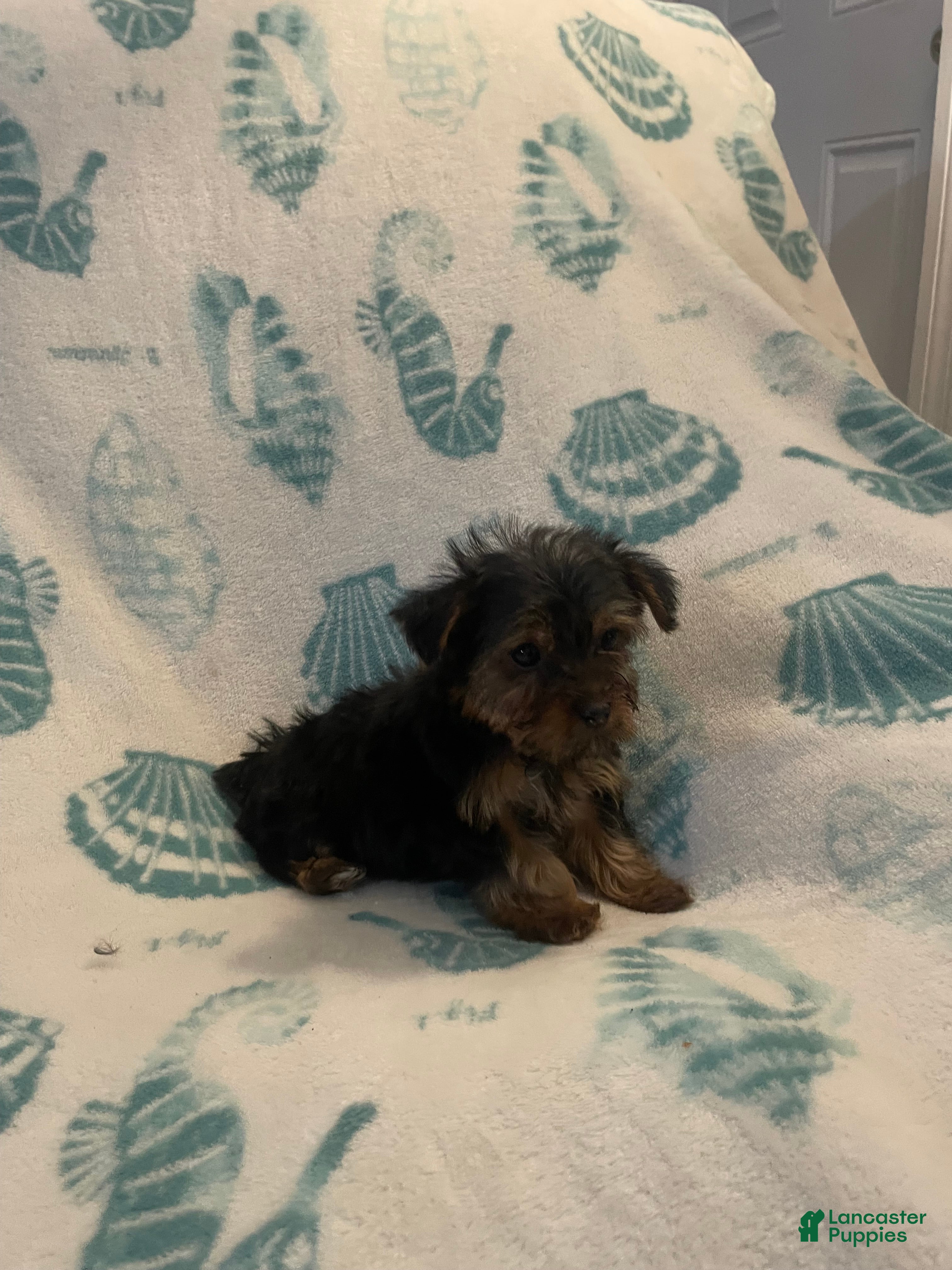 Yorkshire Terrier dogs Yorkshire Terrier 3 - Ad 2