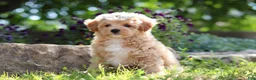 Maltipoo dogs for sale: Posie - Ad 5