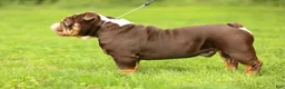 English Bulldog dogs for stud: Broly - Ad 3