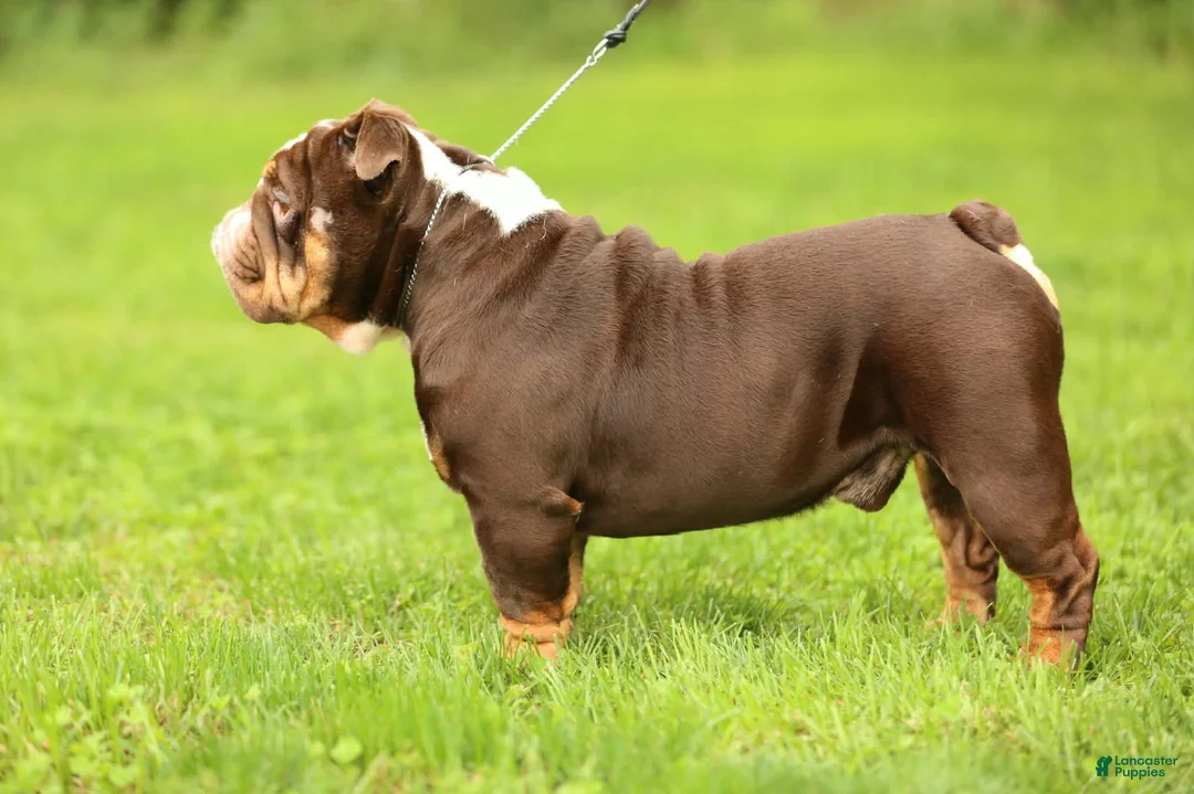 English Bulldog dogs for stud: Broly - Ad 3
