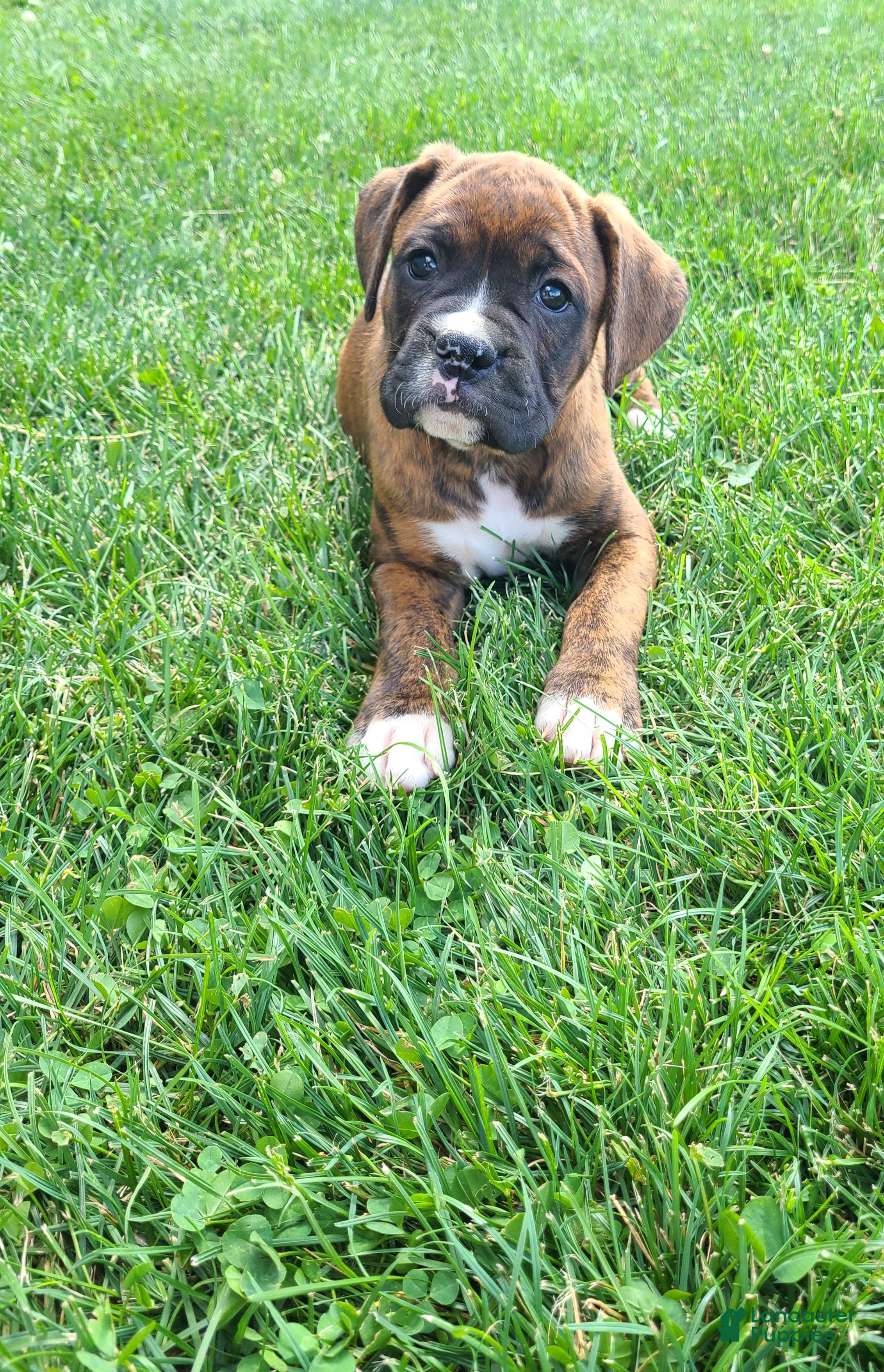 Boxer dogs Jesse - Ad 1