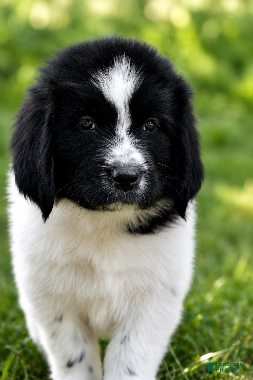 Newfoundland dogs Boo - Ad 2