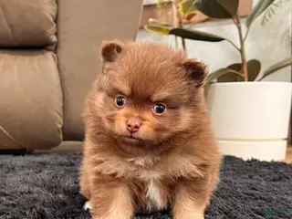 Pomeranian dogs Sparky - Ad 11